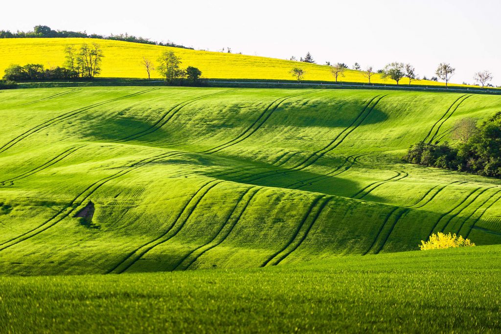 Green farm fields with vehicle trails by a road in a summer afternoon. 