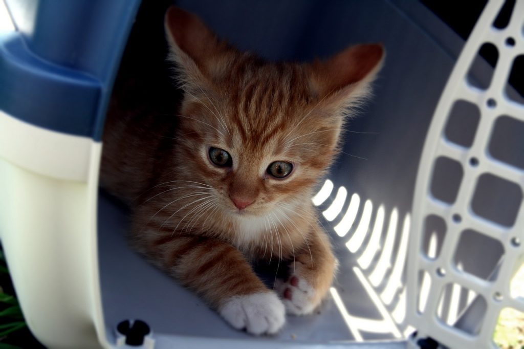 Kitten in a carrier box.